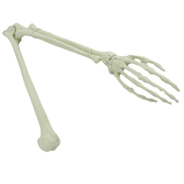 Comprar One 12325 Upper Limb, Artificial Drillable Arm Skeleton Bone